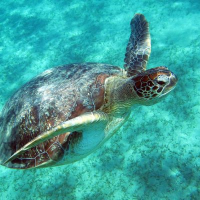 save-our-red-sea save-our-red-sea